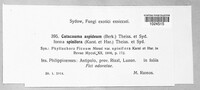 Phyllachora aspidea image